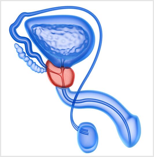Prostate gland